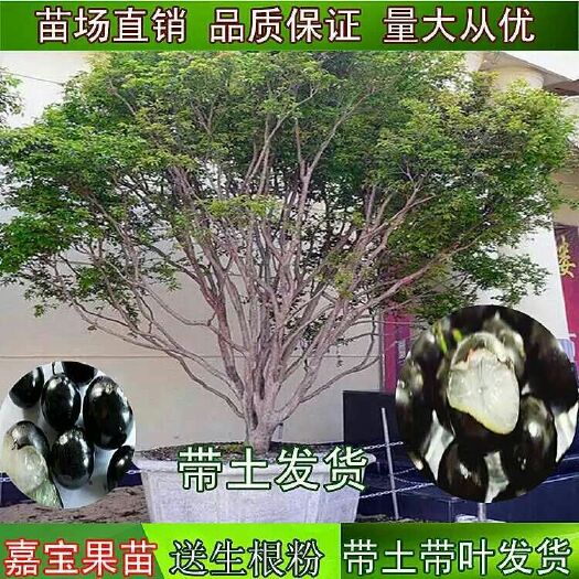 灵山县树葡萄苗