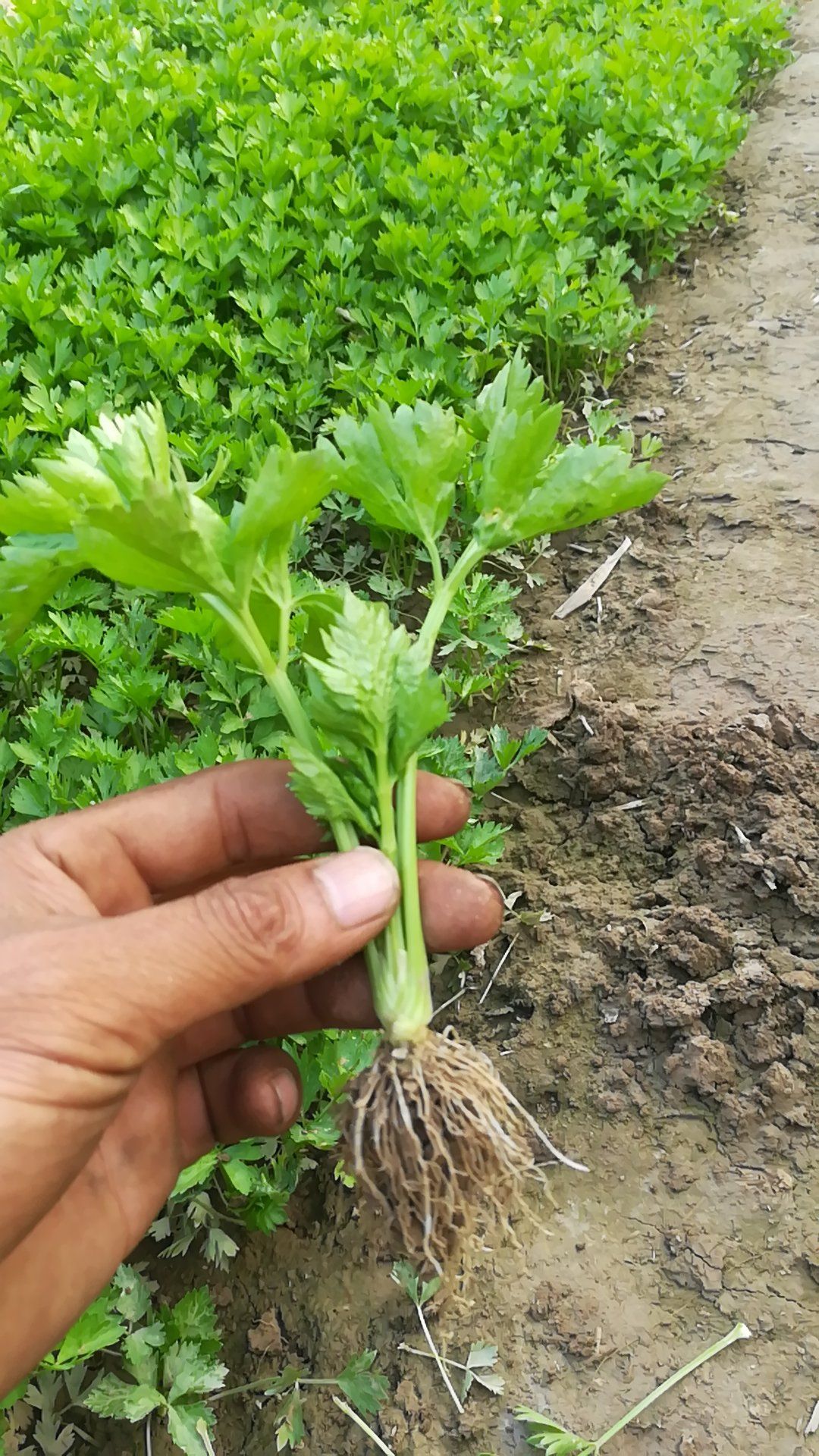 供應大廳 種子種苗 芹菜苗