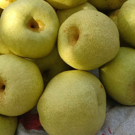 砀山县砀山酥梨 个大皮薄，果面光洁，量大质优，专业代收代发