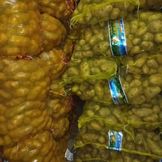 滕州市荷兰十五号种薯 一级原种 