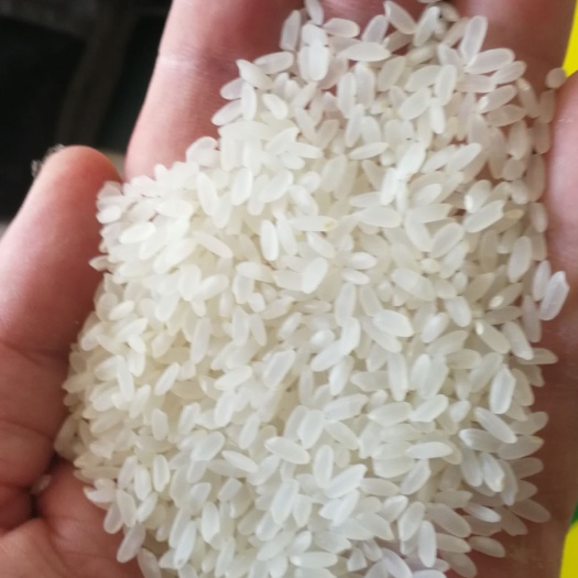 齐齐哈尔东北大米 一等品 晚稻 粳米 