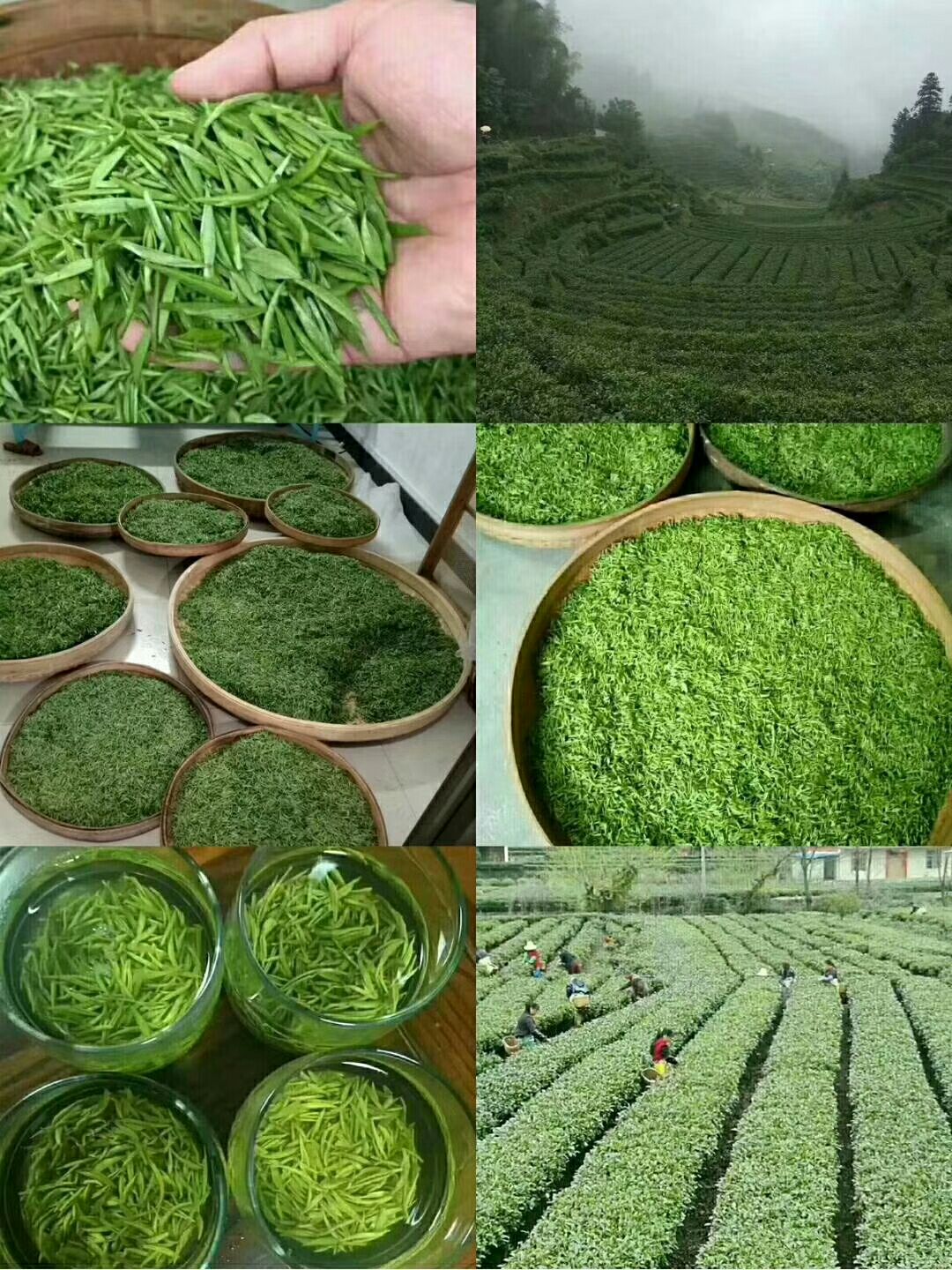 狗牯脑茶  500克