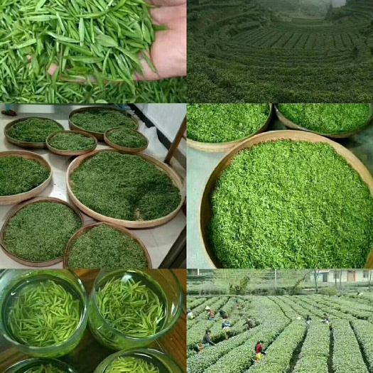 遂川县狗牯脑茶  500克