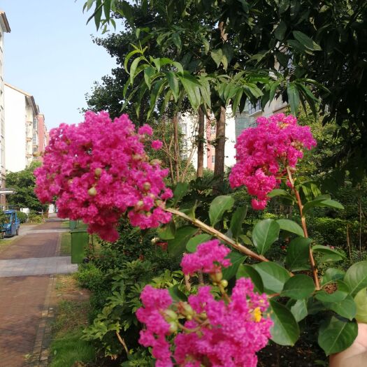 沭阳县玫瑰红紫薇