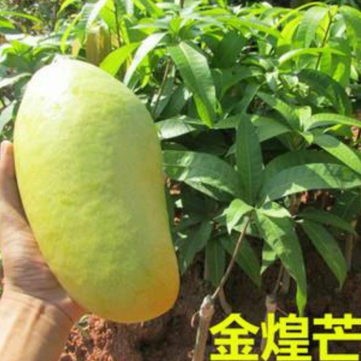灵山县金煌芒果苗桂七，台农，红贵妃，实生苗都有，￼味道香甜，口感浓