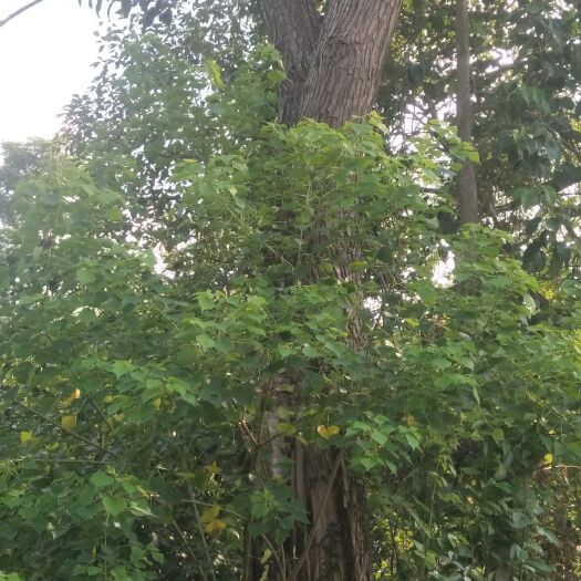 阳朔县速生法桐 