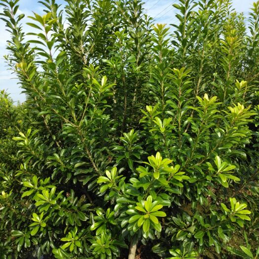 宁波荸荠杨梅种苗