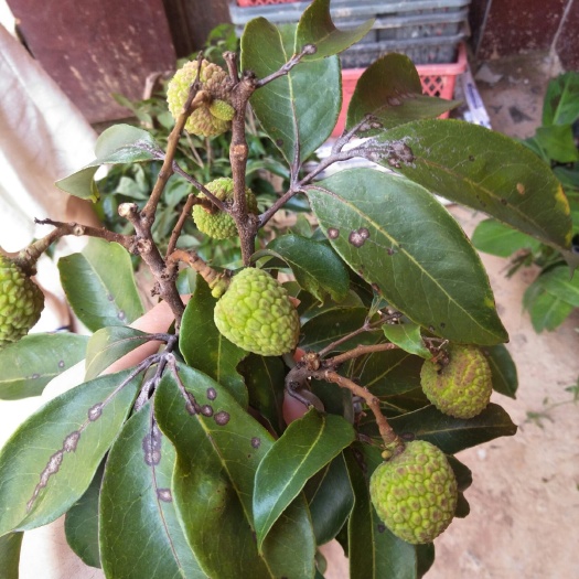 灵山县桂味荔枝苗