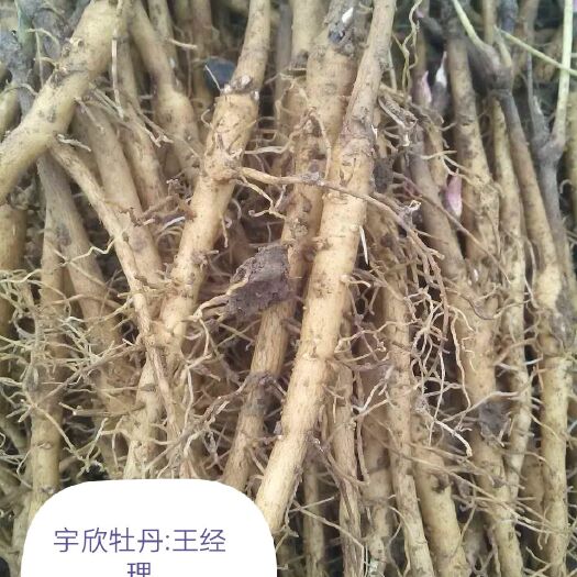 菏泽牡丹苗 