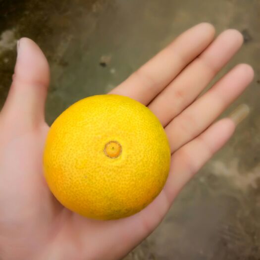 丹棱县爱媛38号柑桔 7 - 7.5cm 3两以上 