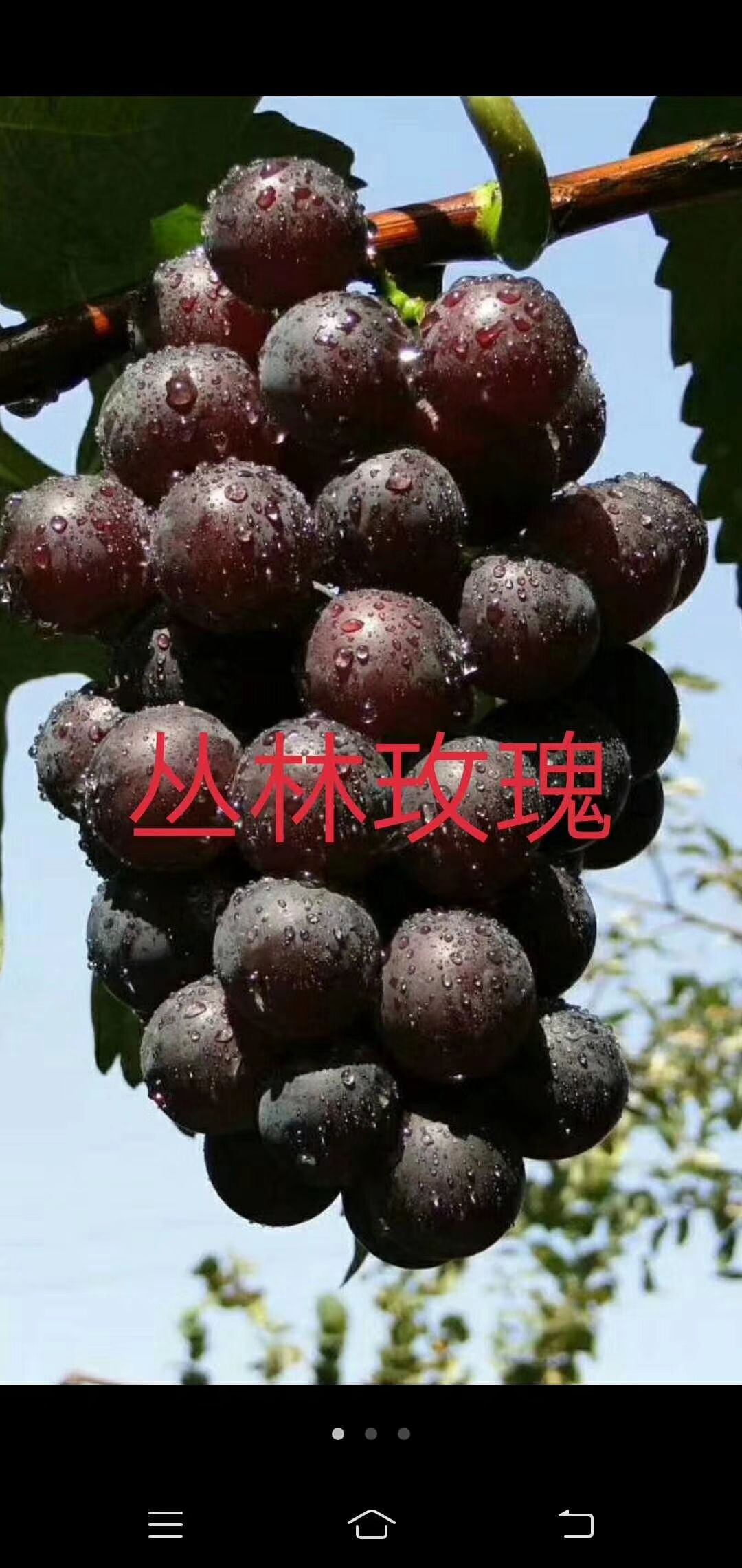 昌黎县丛林玫瑰葡萄苗
