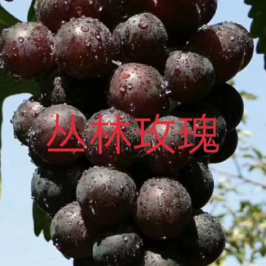 昌黎县丛林玫瑰葡萄苗