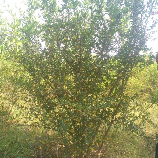 邳州市花石榴 大量供应丛生石榴树，丛生石榴