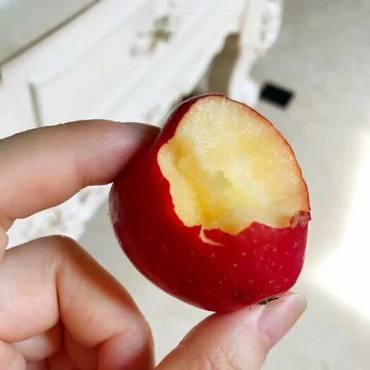 义县鸡心果苗