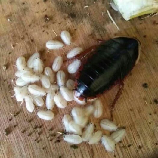 贵港金边土元苗