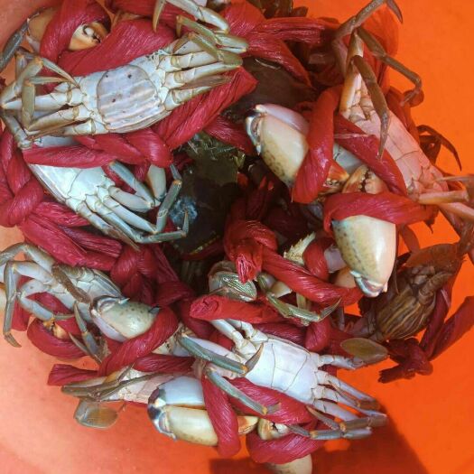漳浦县老塘青蟹，纯海水养殖，肉质甘甜，喂养新鲜海鱼