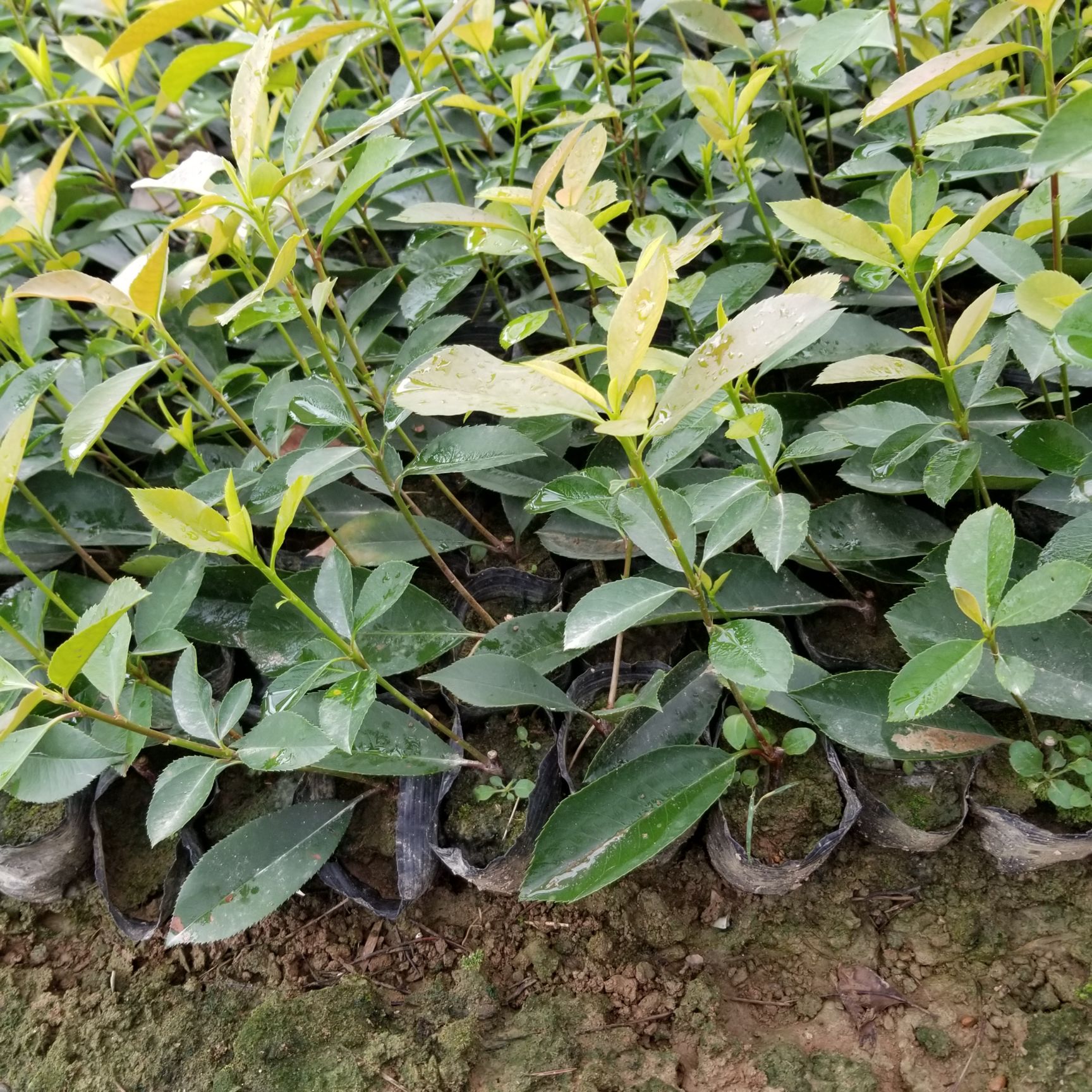 红叶石楠营养钵 