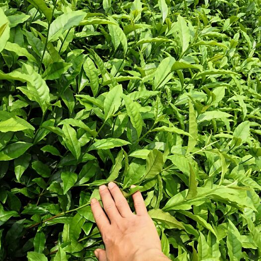 三江县绿茶树苗 嫁接苗 0.5米以下 