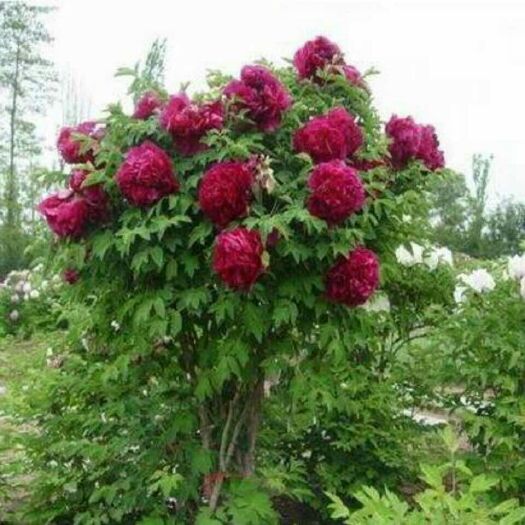 菏泽白芍种子