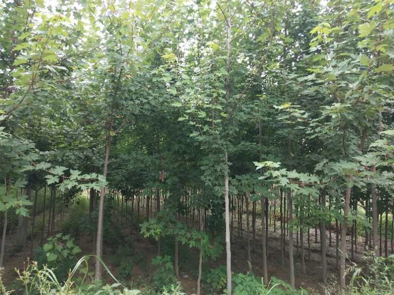 美国红枫苗 大型美国红枫秋季红工程苗木绿化景观树米径10公分
