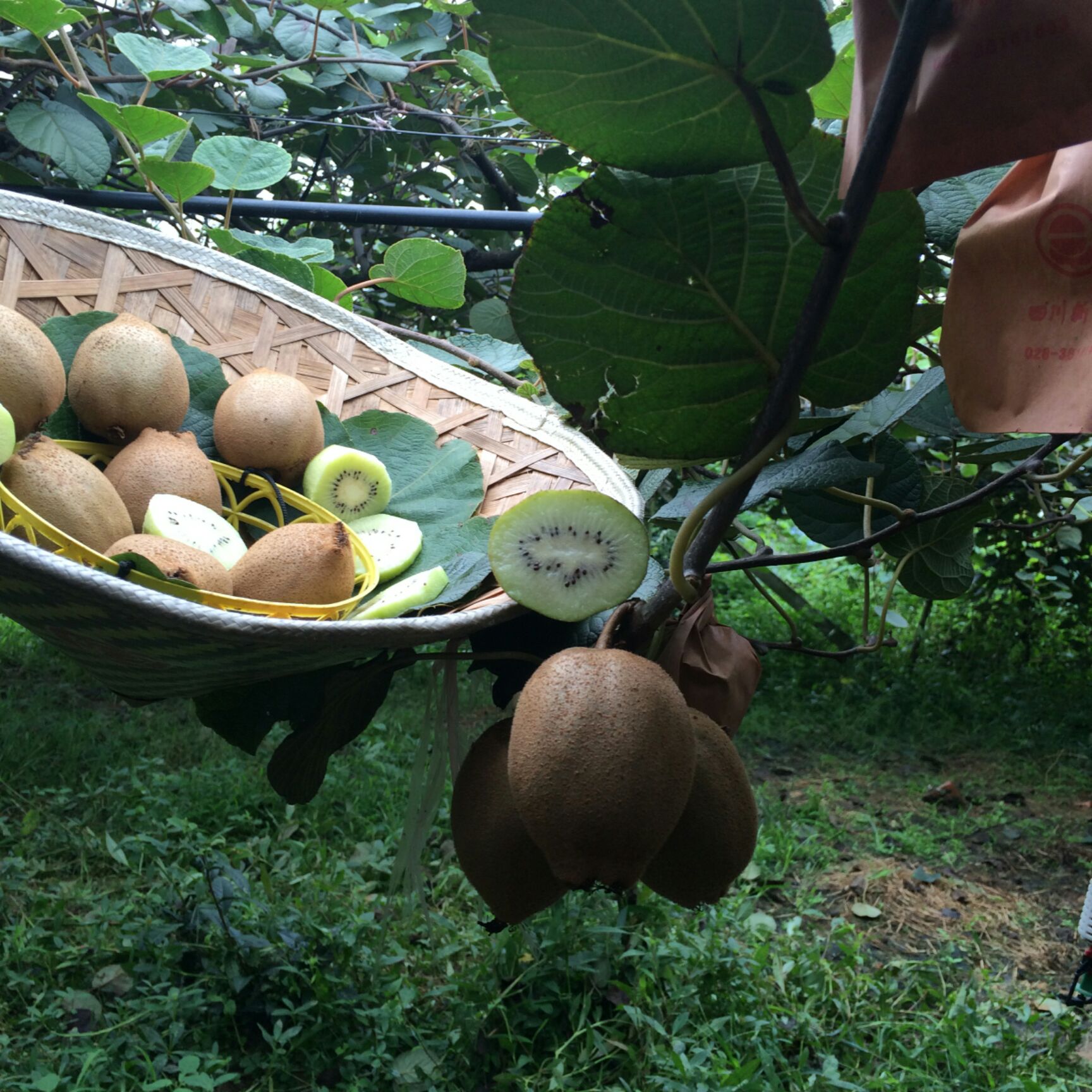 翠玉猕猴桃 120克以上