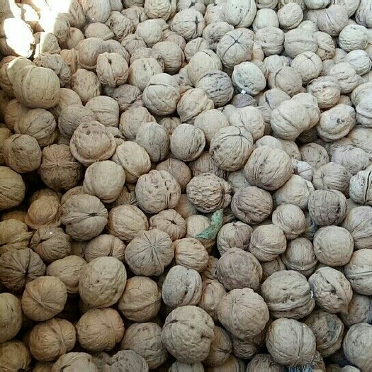 乐陵市棉核桃
