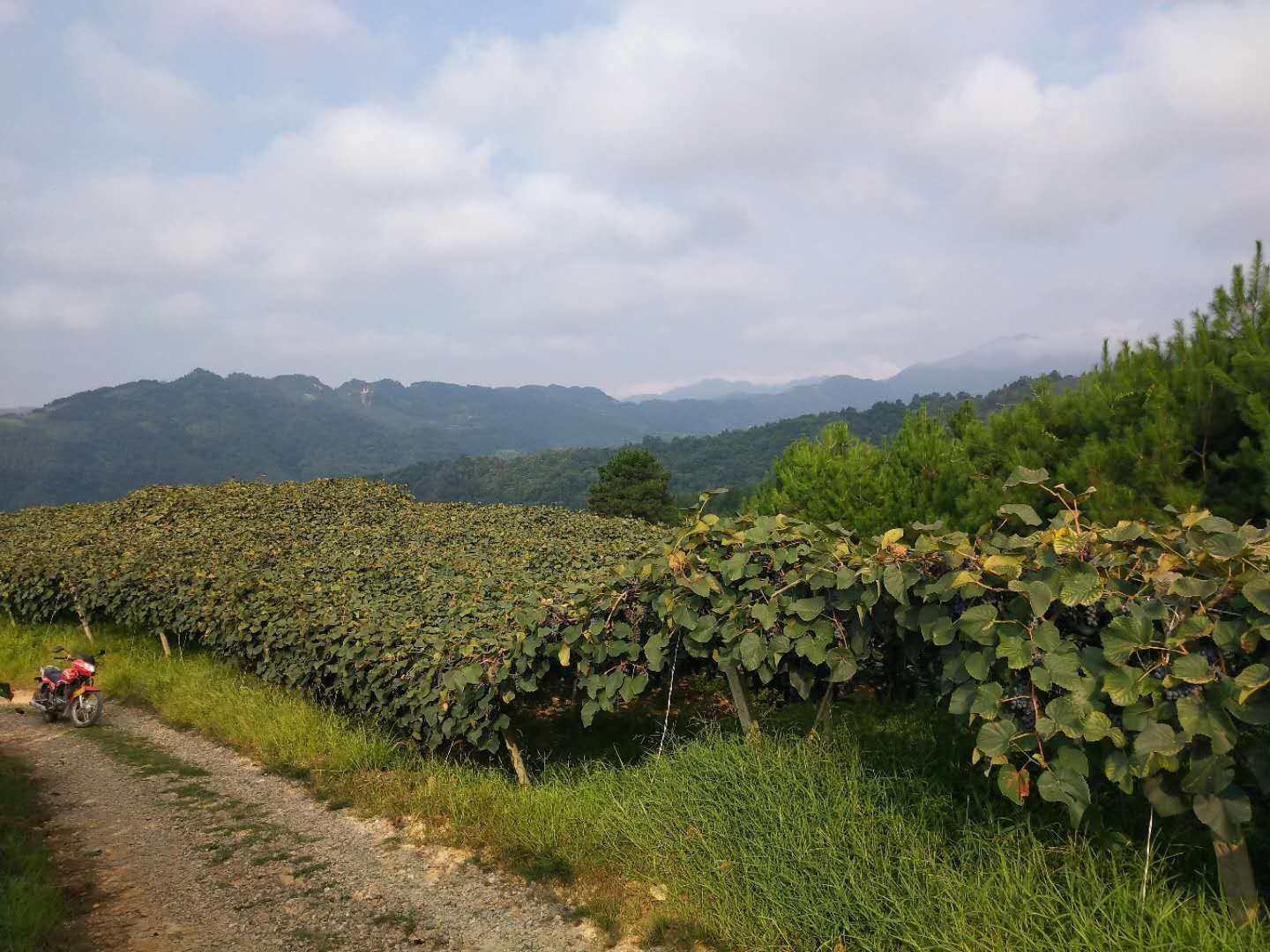 高山酿酒刺葡萄