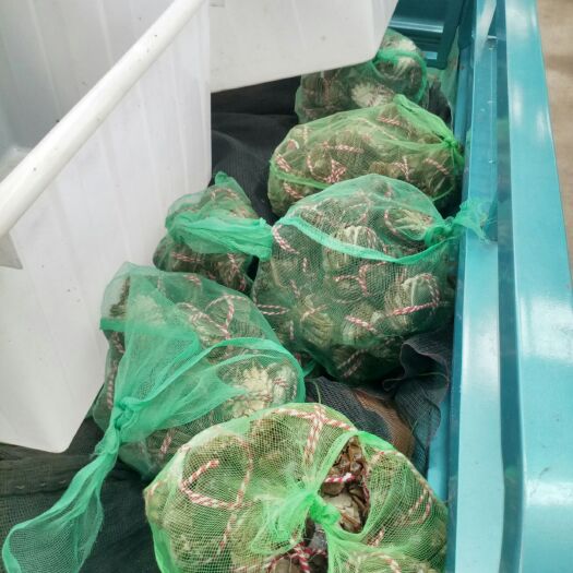 扬州生态大闸蟹 5.0公