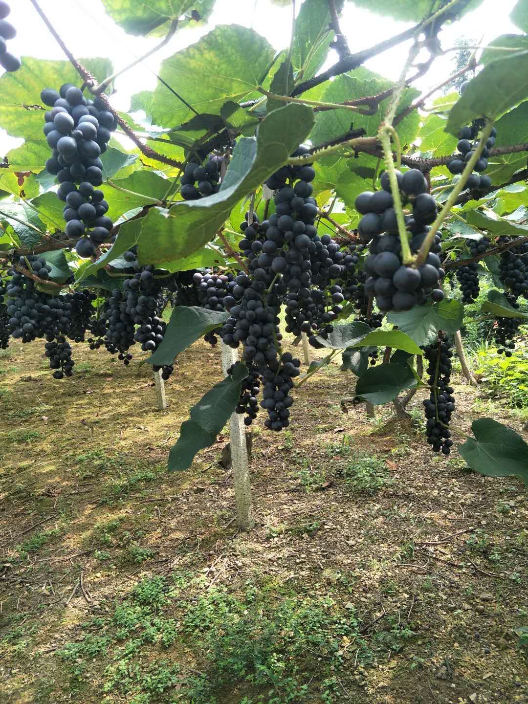 高山酿酒刺葡萄