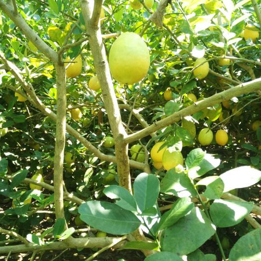 南宁香水柠檬 2.7 - 3.2两