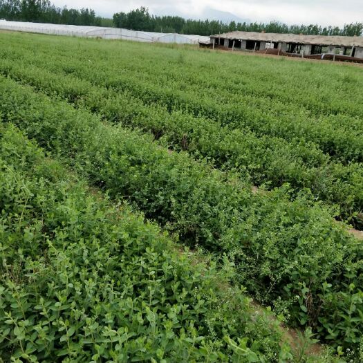平邑县四季金银花 30~40公分 