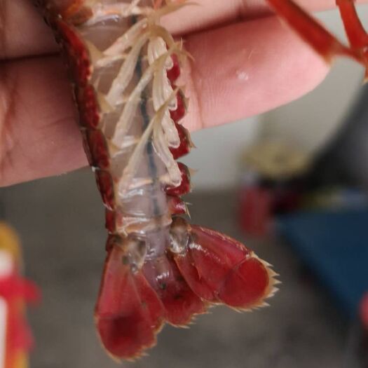 潜江潜江小龙虾 人工养殖 4-6钱 