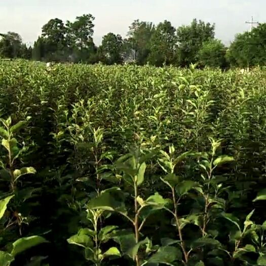 扶风县m26矮化砧苹果苗 1~1.5米 
