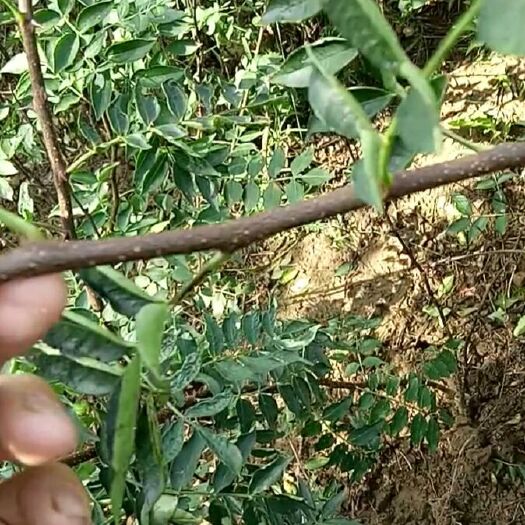 泰安无刺花椒苗 