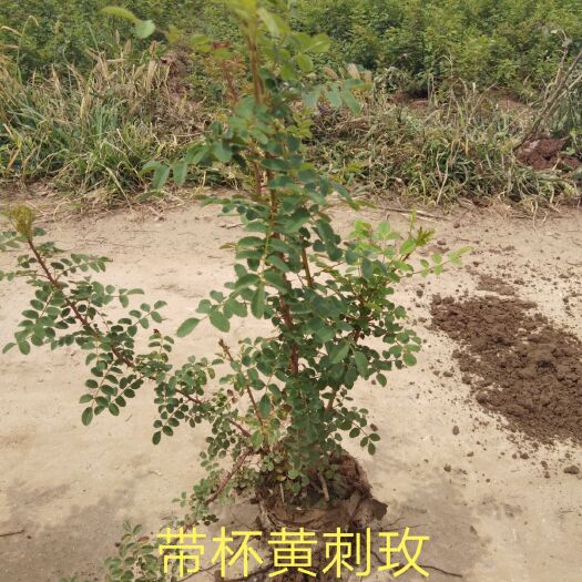 定州市黄刺玫