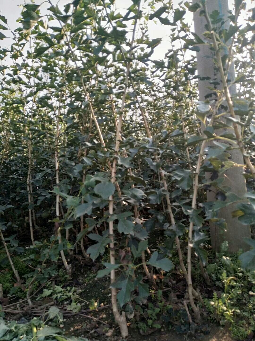 甜红子山楂苗 山楂苗基地批发 甜红子甜山楂新品种 口感香甜