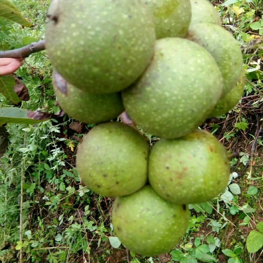 宾川县云南核桃
