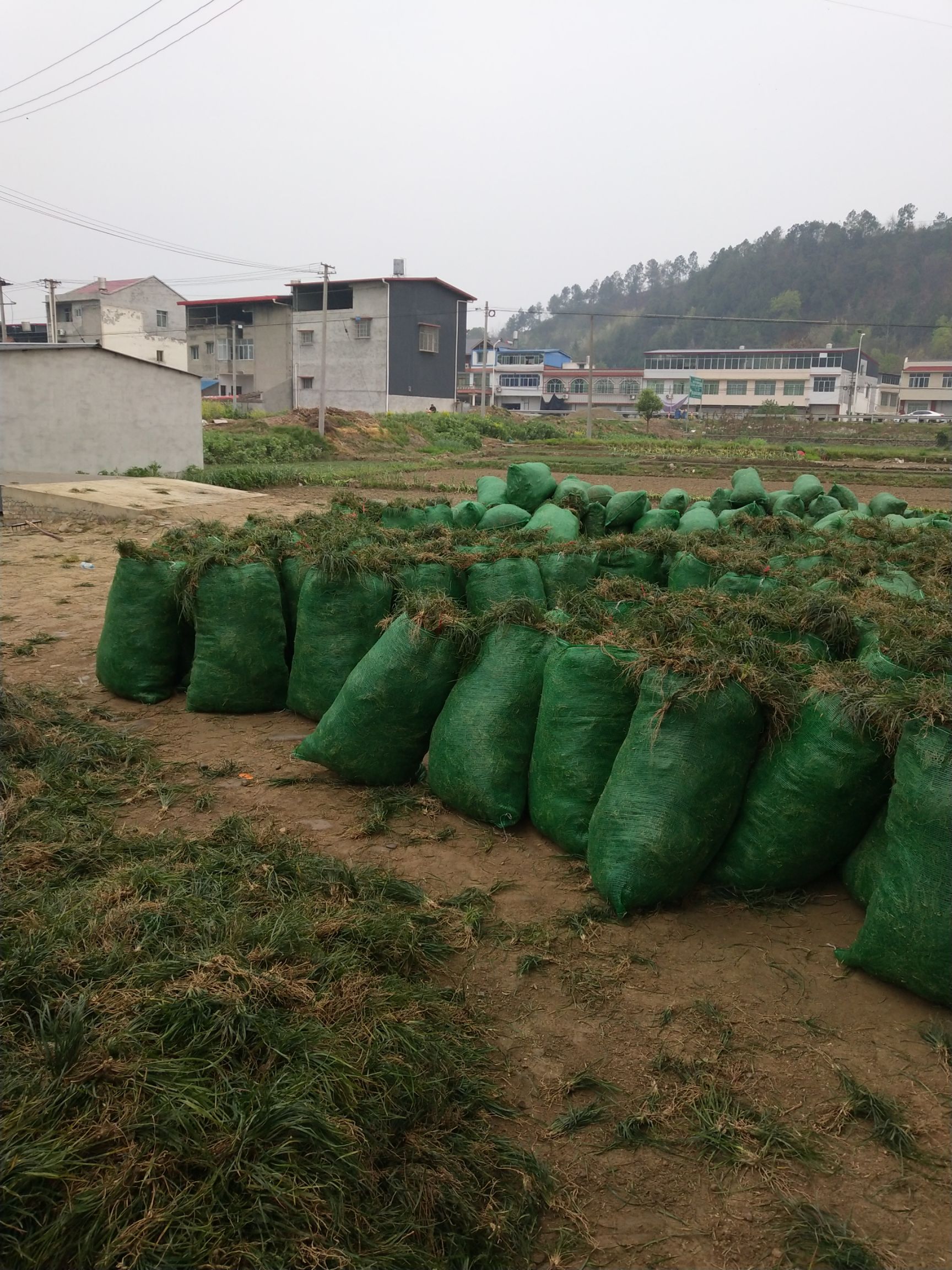 麦冬草  绿化地被苗是，正值采摘期，干净、青秀、无土、成本低