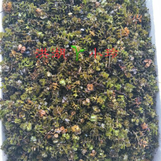 洪湖市菹草  麦黄草种籽 鱼虾蟹专用水草 量大从优 包邮