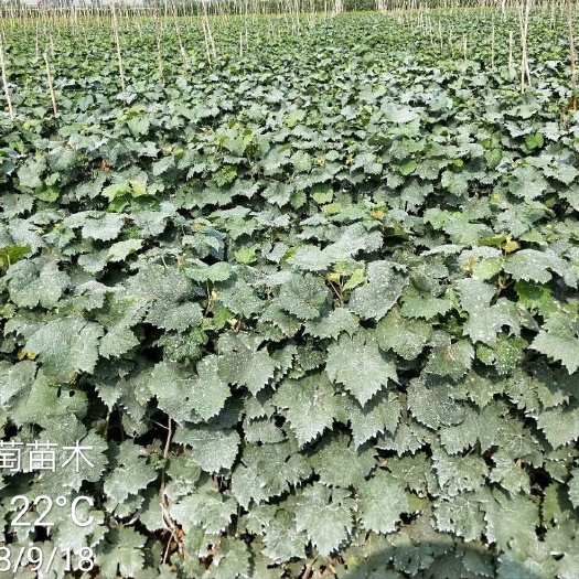 扶沟县 克伦生葡萄苗