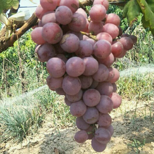 大荔县红提 10%以上 1次果 0.4-0.6斤