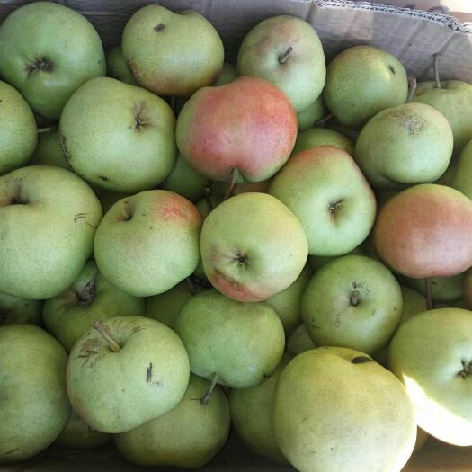扎鲁特旗 内蒙古自治区通辽市扎鲁特旗苹果梨准备下树了欢迎新老朋友订购