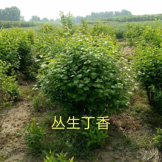 定州市 丛生紫丁香