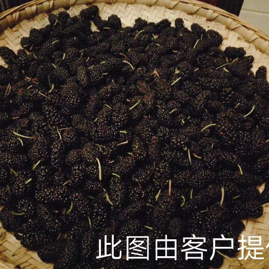海宁市四季大果桑苗 四季果桑嫁接苗易管理产量高技术指导