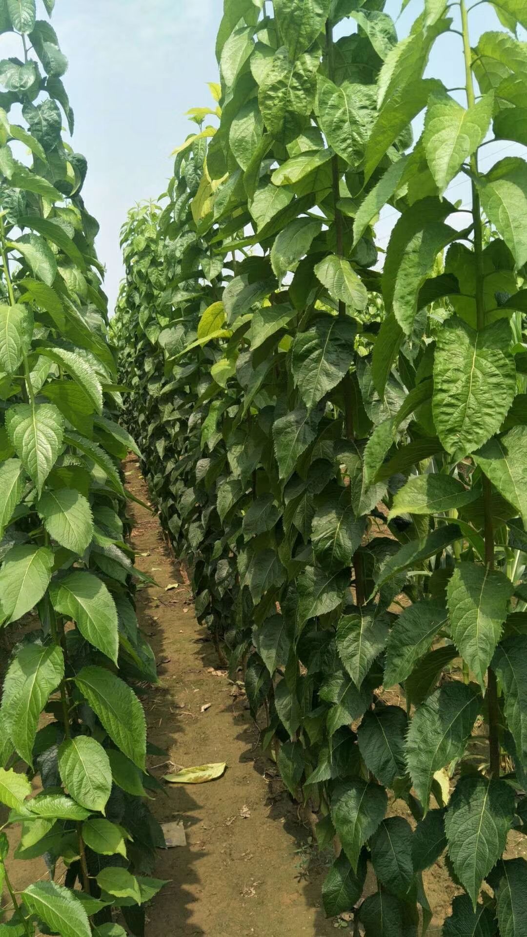 杜仲种植技术