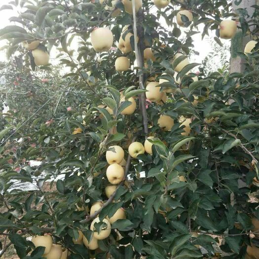 泰安维纳斯黄金苹果苗 1~1.5米