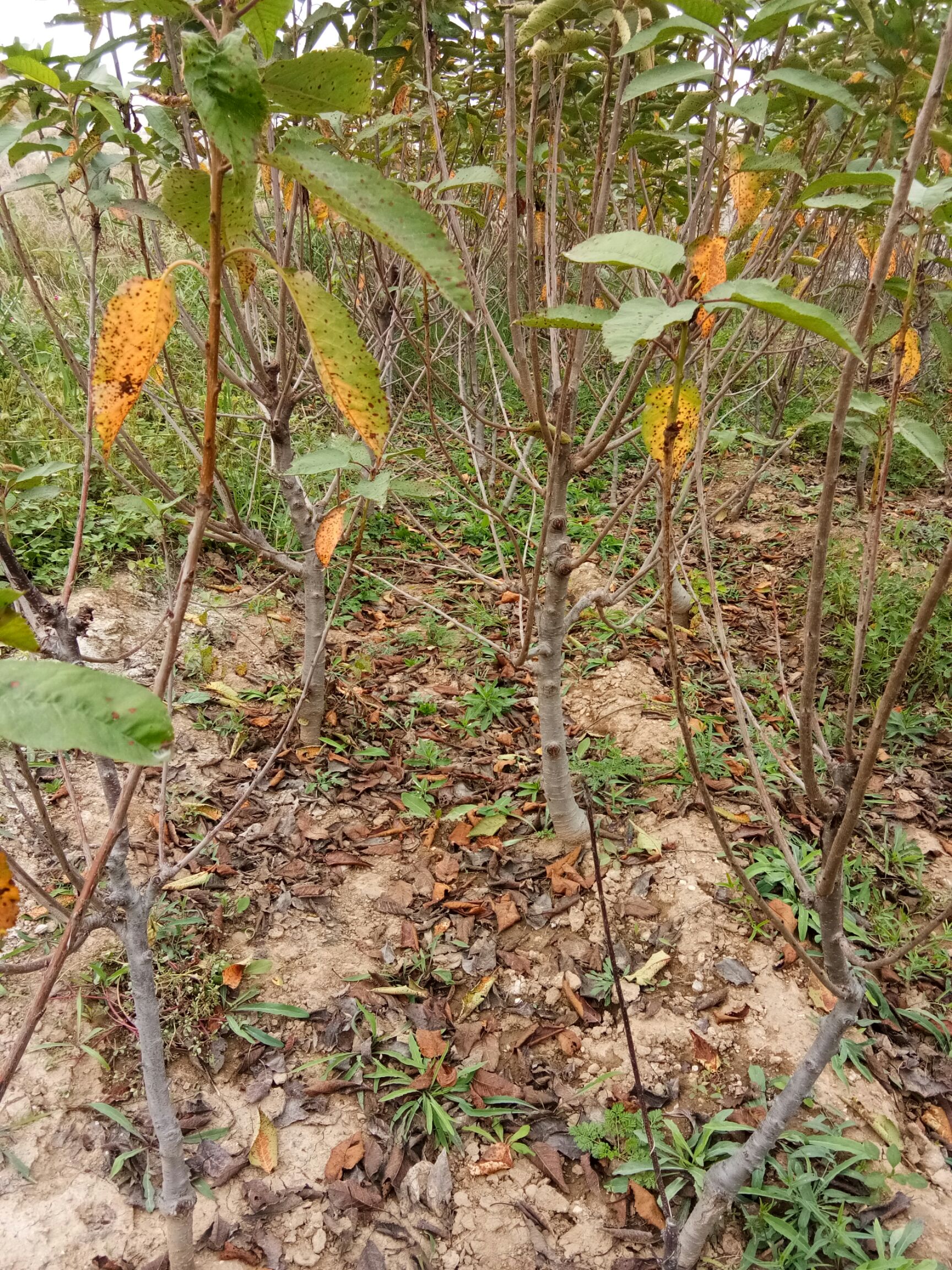 黄蜜
