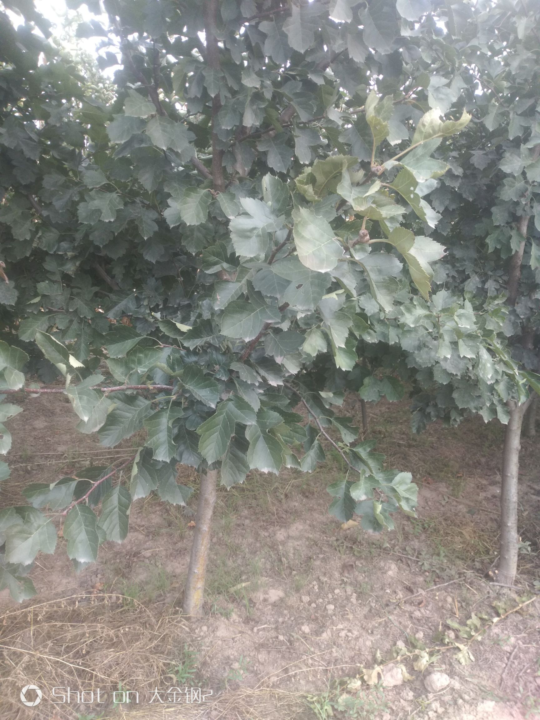 出售大金星山楂树苗，基地直供，现场看苗。