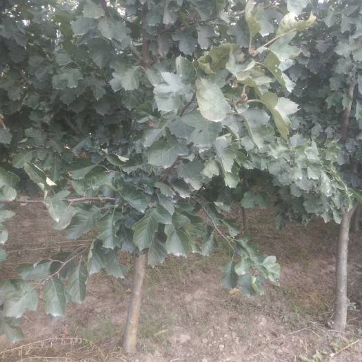 出售大金星山楂树苗，基地直供，现场看苗。
