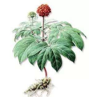 文三七 水洗滑头保质保量支持药检，不夸大宣传